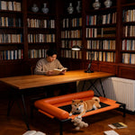 Raised Pet Cot Bed for Small to Medium Dogs and Cats