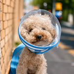 Plastic Recovery Cone for Small Dogs
