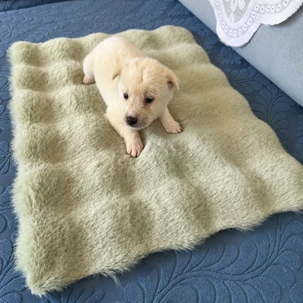 Pet Bed Mat for Cats, Dogs & Rabbits