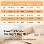 Elevated Dog Bed with Nylon Cot and Stainless Steel Frame
