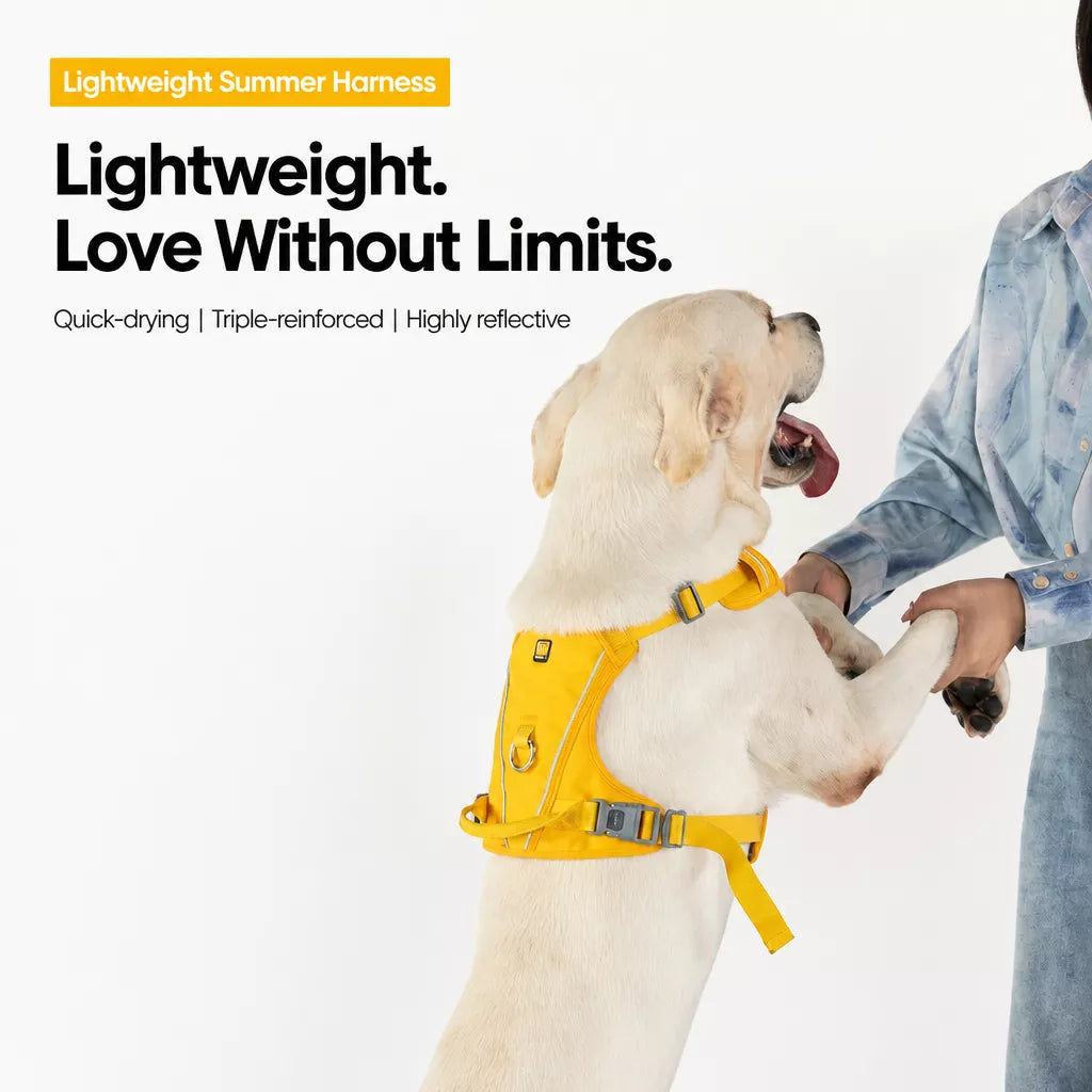 Nylon Dog Harness and Leash Set