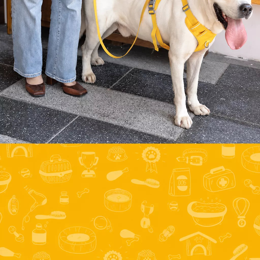 Nylon Dog Harness and Leash Set