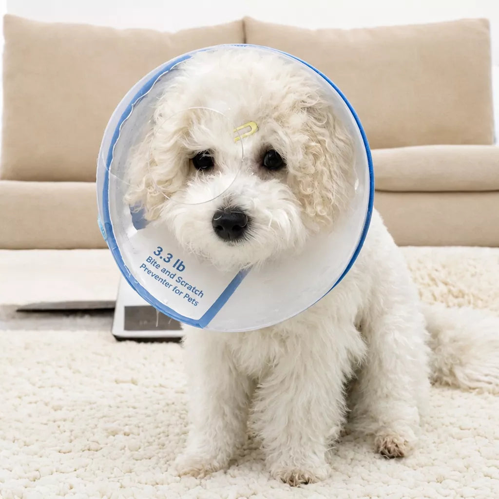 Plastic Recovery Cone for Small Dogs