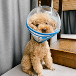 Plastic Recovery Cone for Small Dogs