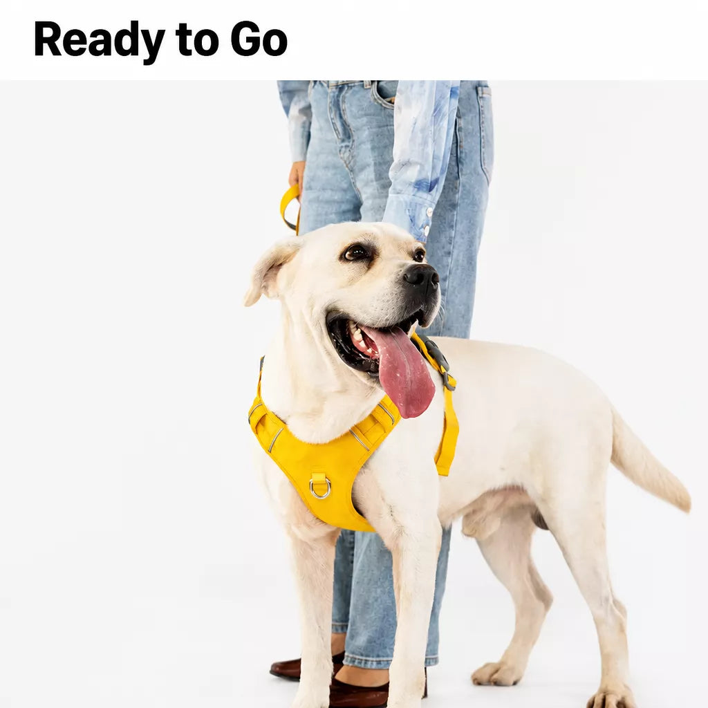 Nylon Dog Harness and Leash Set