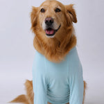Lightweight Summer Shirt for Medium and Large Dogs