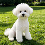 Lightweight Mesh Pet Shirt