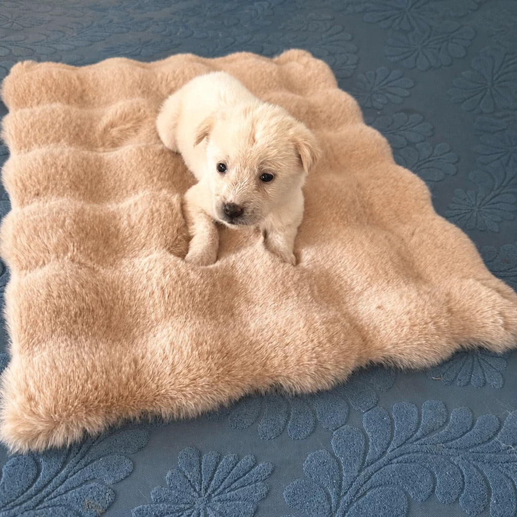 Pet Bed Mat for Cats, Dogs & Rabbits