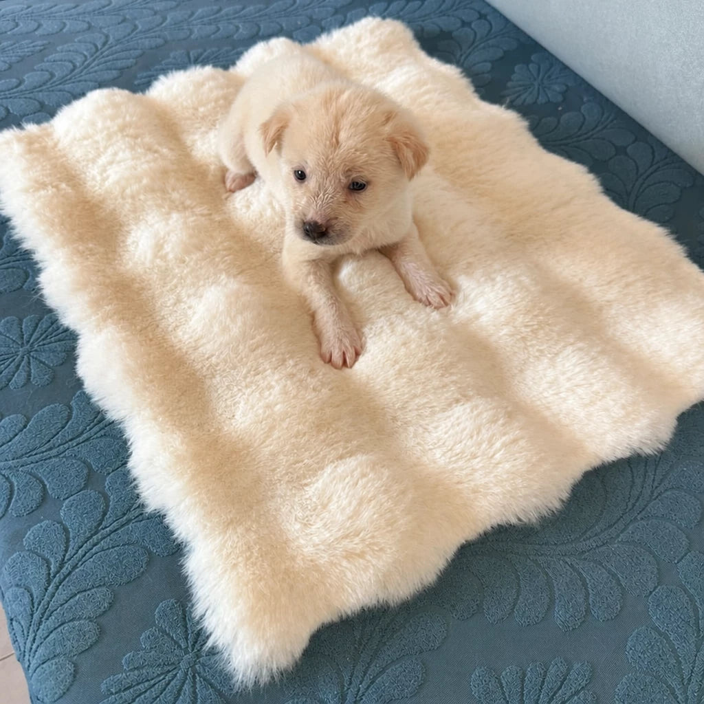 Pet Bed Mat for Cats, Dogs & Rabbits