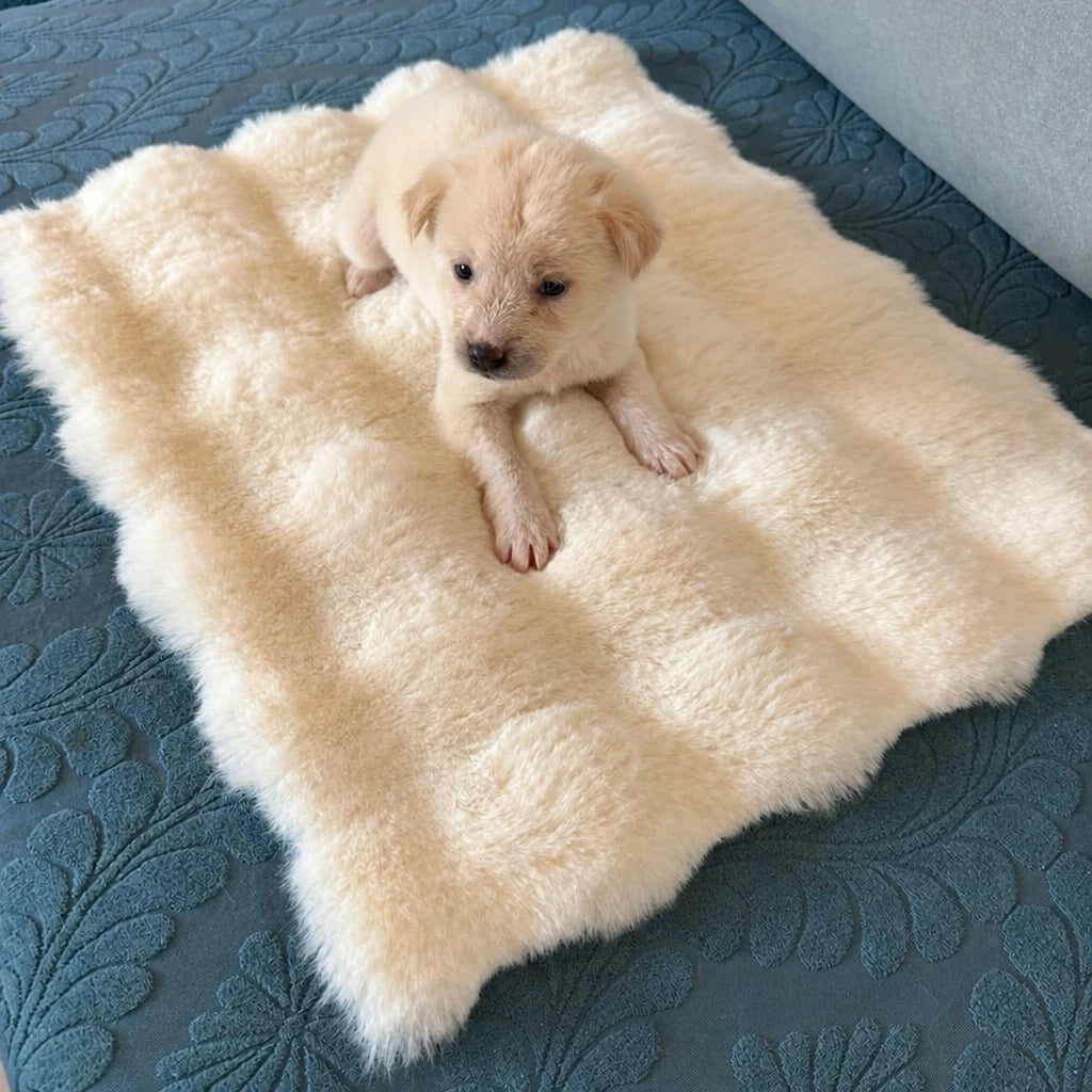 Pet Bed Mat for Cats, Dogs & Rabbits