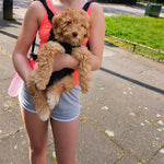 Pet Carrier Backpack for Cats and Small Dogs